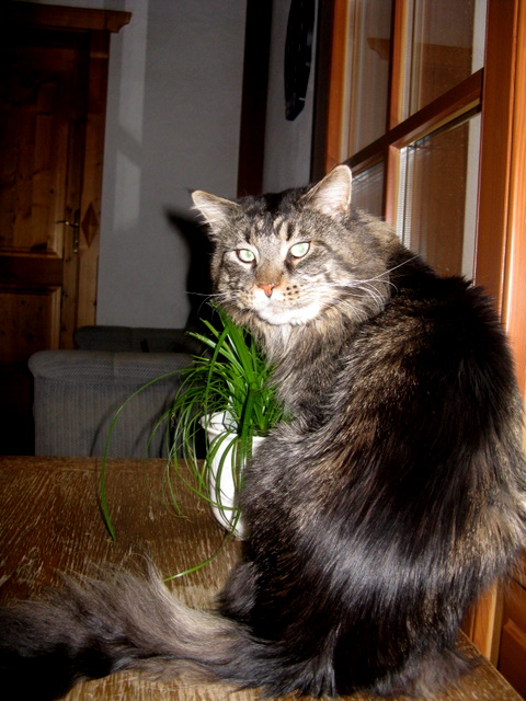 tl_files/bilder/kater/cherryfield/IMG_8296.JPG