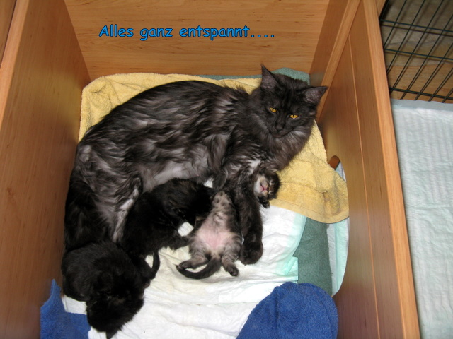 tl_files/bilder/kitten/091206_Haida_B-Wurf.09/Woche3_14-20Tage/IMG_9099.JPG