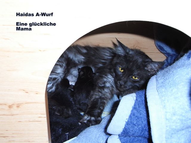 tl_files/bilder/kitten/09_haida_wurf_a/02_tage/2Tage_00.jpg tl_files/bilder/kitten/09_haida_wurf_a/02_tage/2Tage_00.jpg