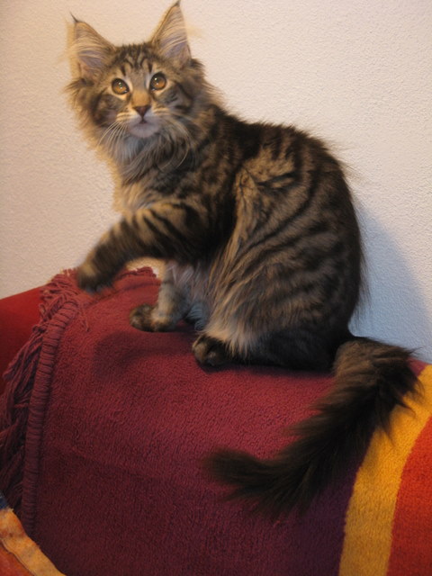 tl_files/bilder/verpaarungen/B-Wurf/BERA_LIHI_BLACK-TABBY-GIRL-DIE_BAeRIN/IMG_0029.JPG